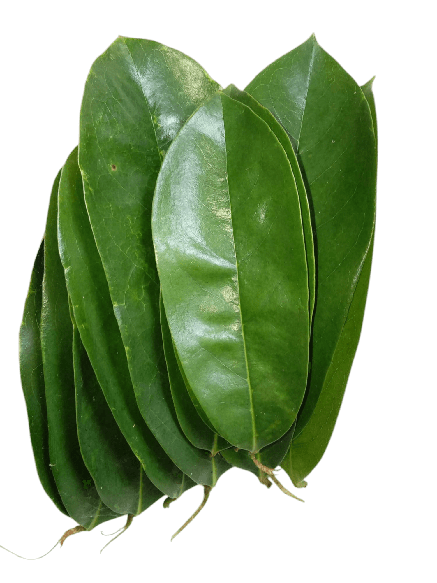 Graviola leaves