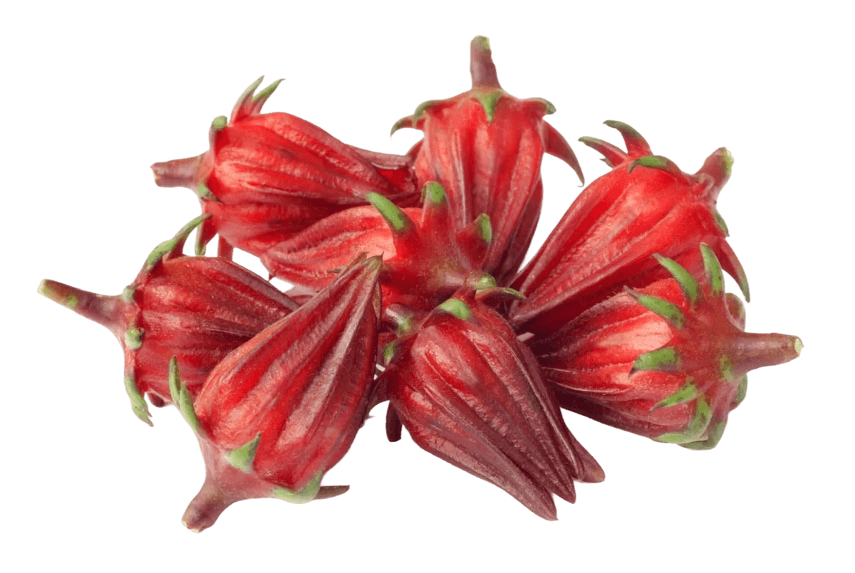 Hibiscus calyces
