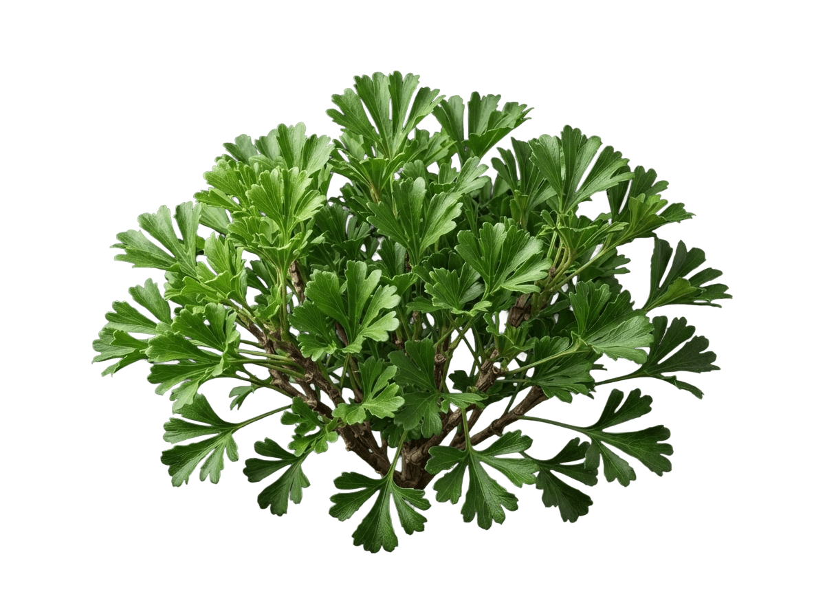 Resurrection bush aerial parts