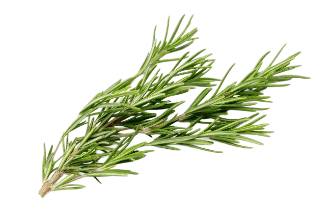 Rosemary leaves