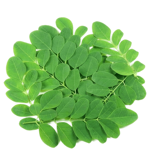 Fresh moringa leaves