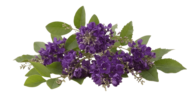Violet tree flowers